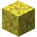 Horn Coral Block
