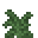 Large Fern